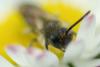 Andrena sp.